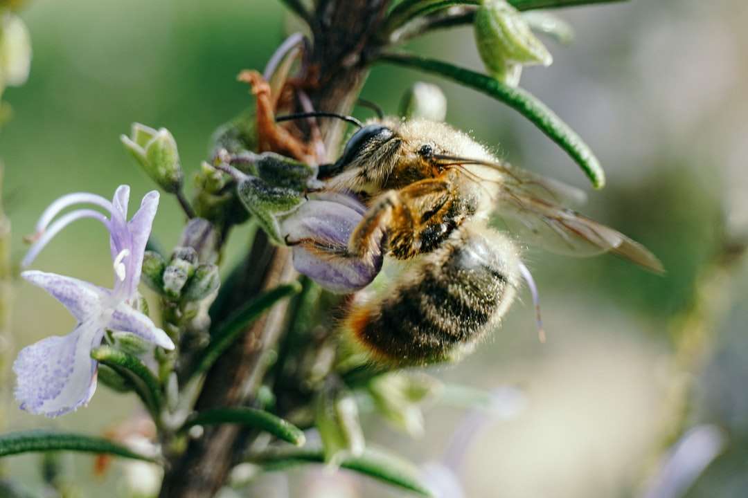 Μαύρη και κίτρινη μέλισσα σε μοβ λουλούδι online παζλ