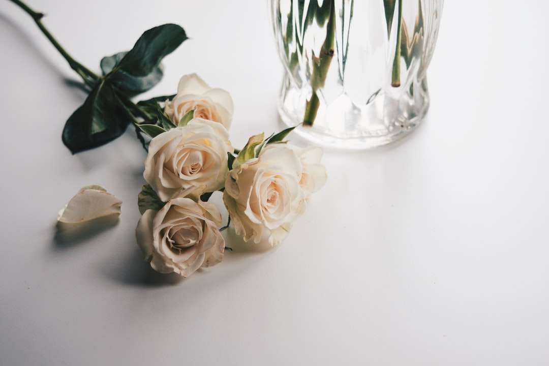 λευκά τριαντάφυλλα σε καθαρό γυάλινο βάζο παζλ online