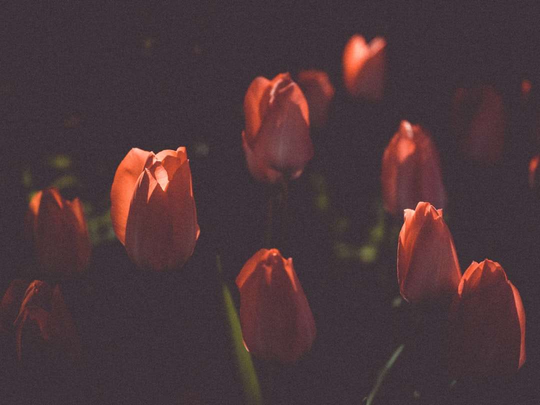 Tulipanes naranjas en habitación oscura rompecabezas en línea