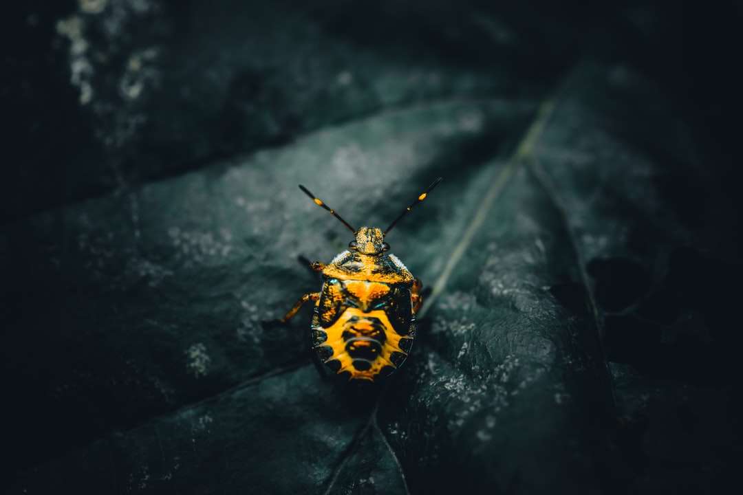 Κίτρινο και μαύρο έντομο σε μαύρη επιφάνεια παζλ online