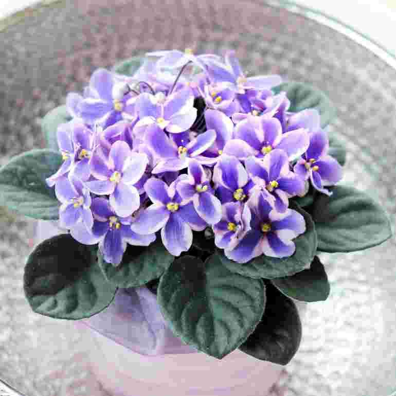 African violet. jigsaw puzzle online