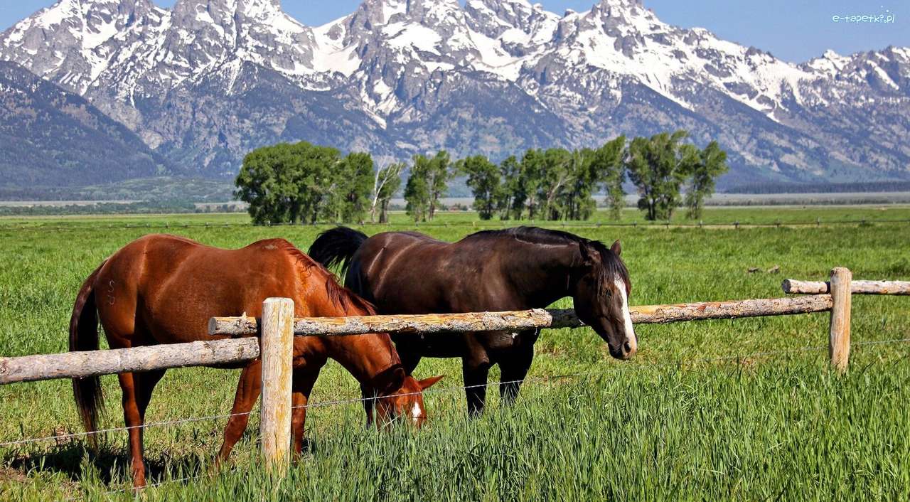 Horses in the pasture jigsaw puzzle online