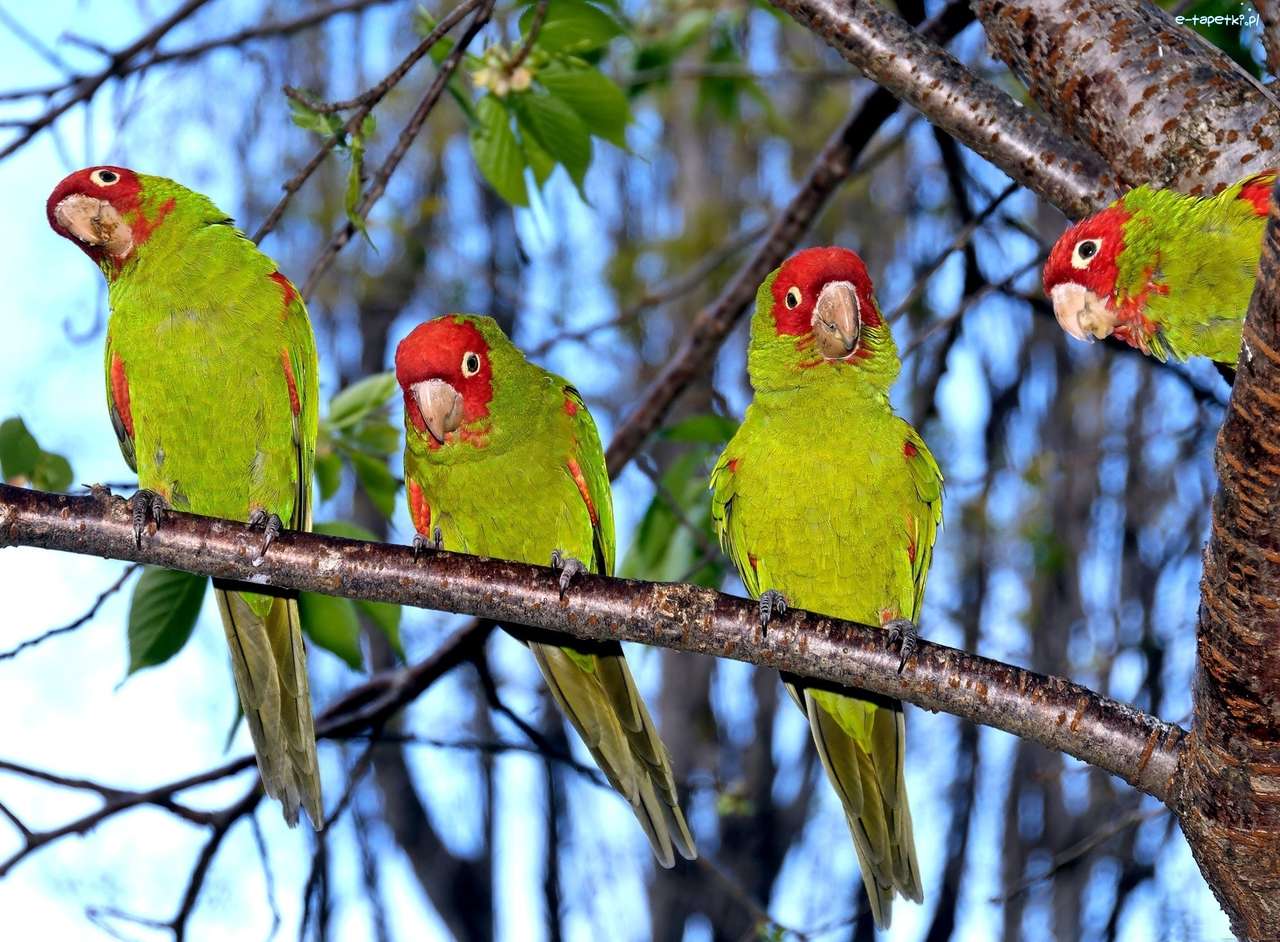 Зелен папагал онлайн пъзел