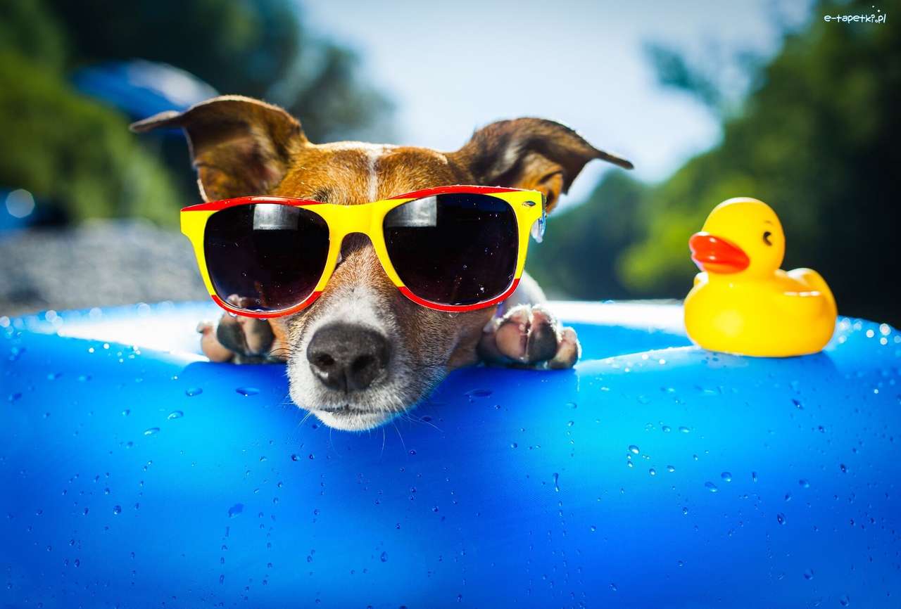 Αστεία σκυλί σε γυαλιά παζλ online