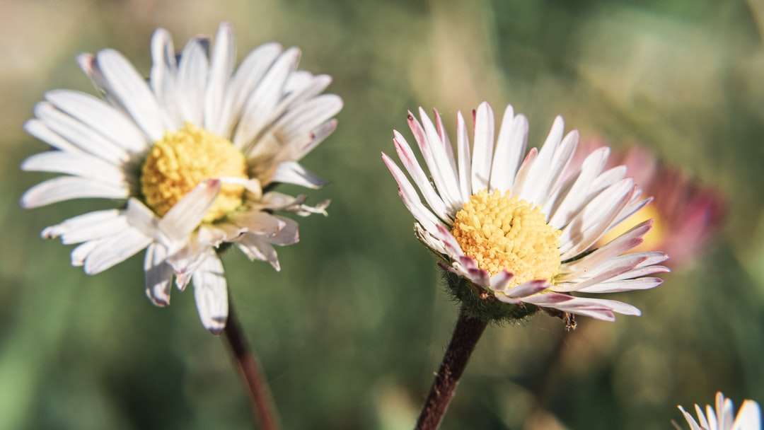 Vit Daisy i blom under dagtid Pussel online