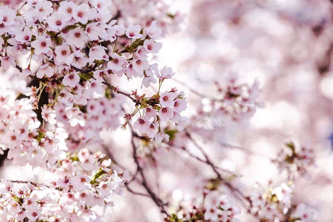 Bílý a růžový třešňový květ online puzzle