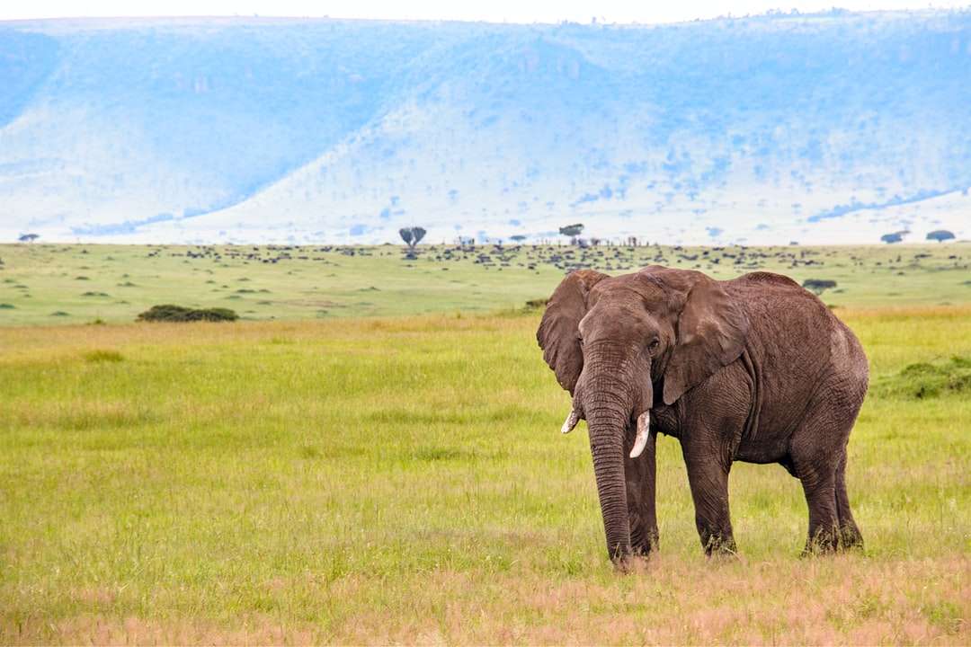 Ελέφαντας στο πράσινο γρασίδι κατά τη διάρκεια της ημέρας παζλ online