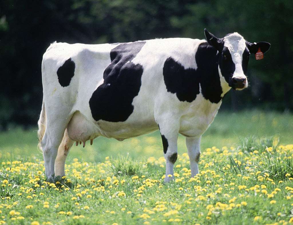 ホルスタイン-フリージアン種の牛 オンラインパズル