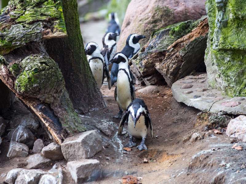 Πιγκουίνοι παζλ online