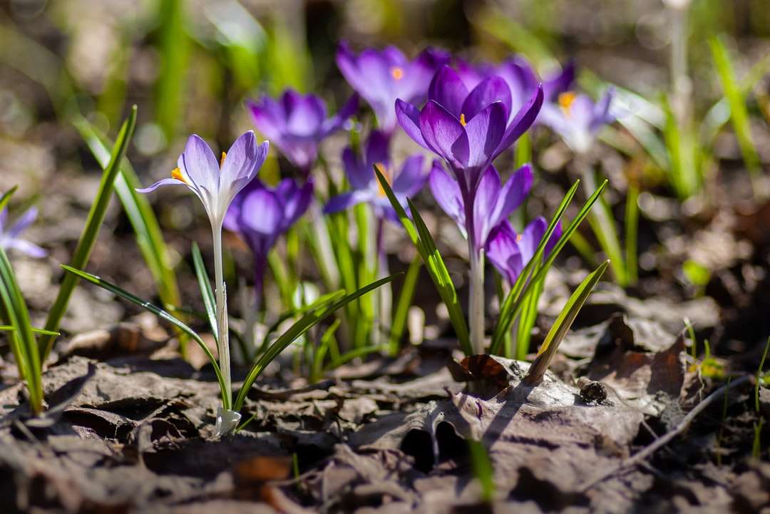 фіолетові крокуси квіти в денний час онлайн пазл