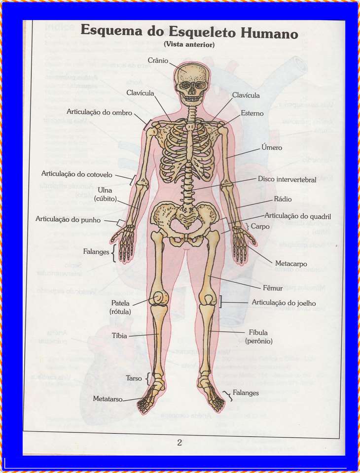 Човешки кости на тялото - изглед отпред онлайн пъзел