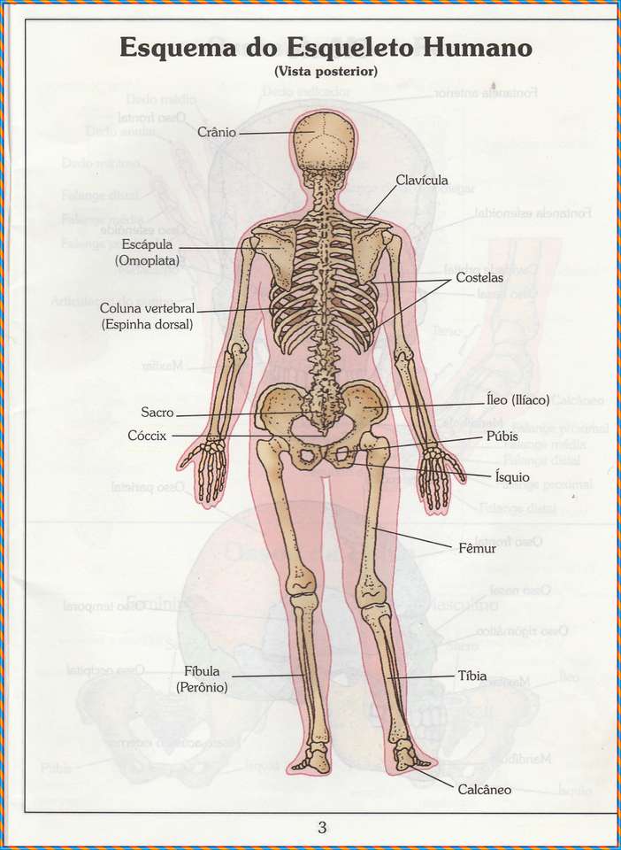 Lidské tělo kosti - pohled zezadu skládačky online