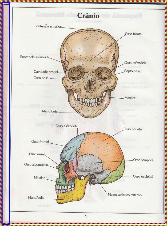Кости черепа онлайн-пазл