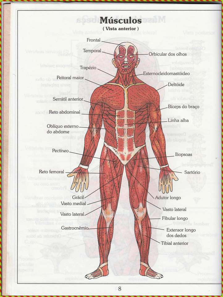 Mușchii corpului uman - Vedere anterioară puzzle online