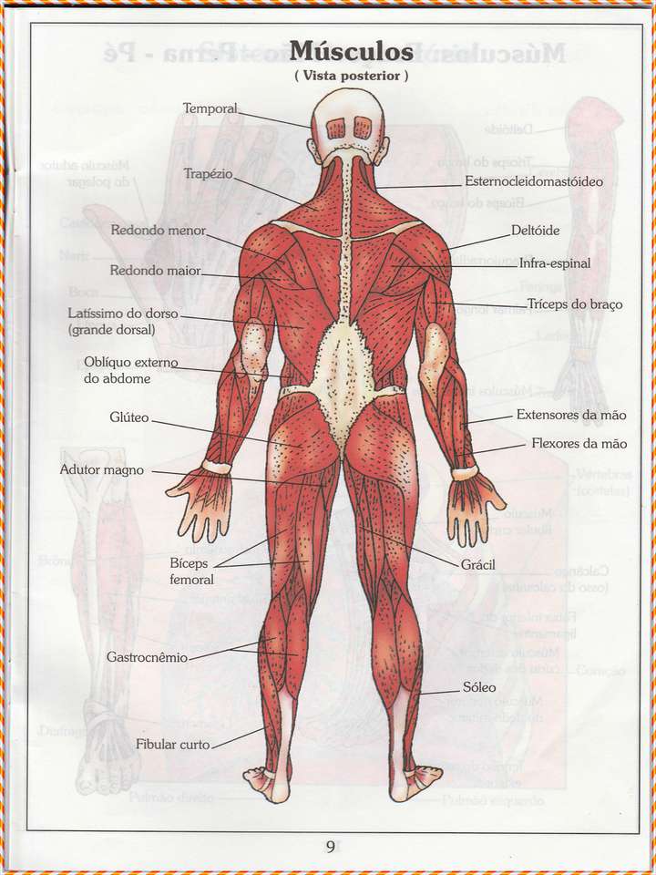 Muscles du corps humain - Vue postérieure puzzle en ligne