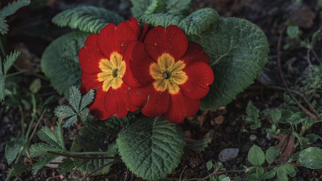 Κόκκινο λουλούδι με πράσινα φύλλα online παζλ
