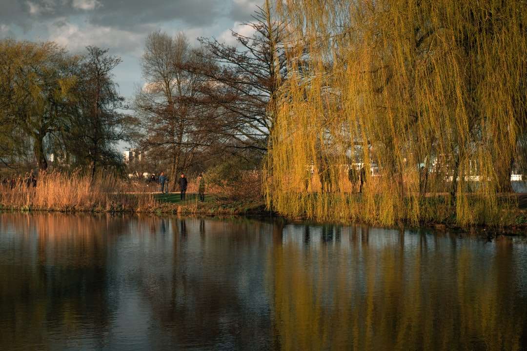 Bruine bomen naast de rivier overdag online puzzel