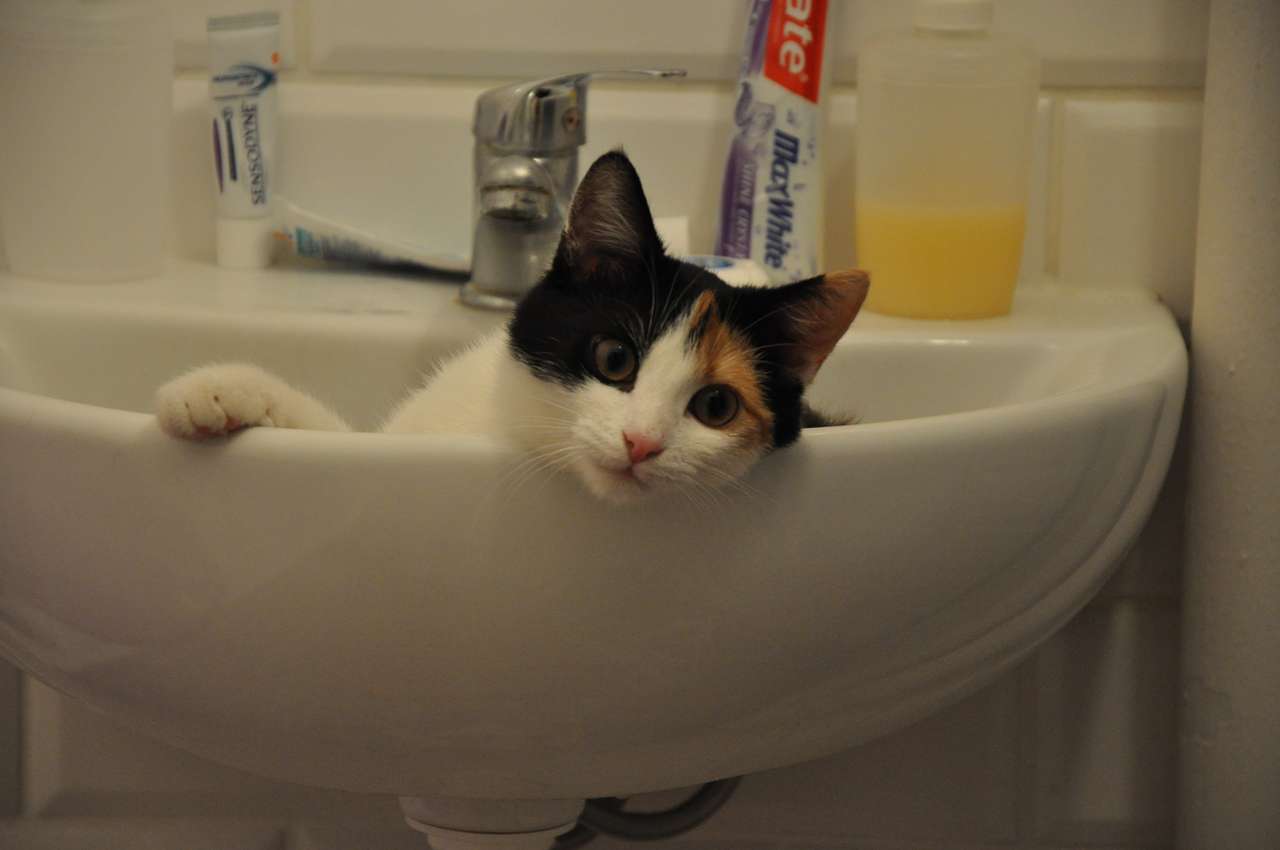 Macska a mosdóban kirakós online