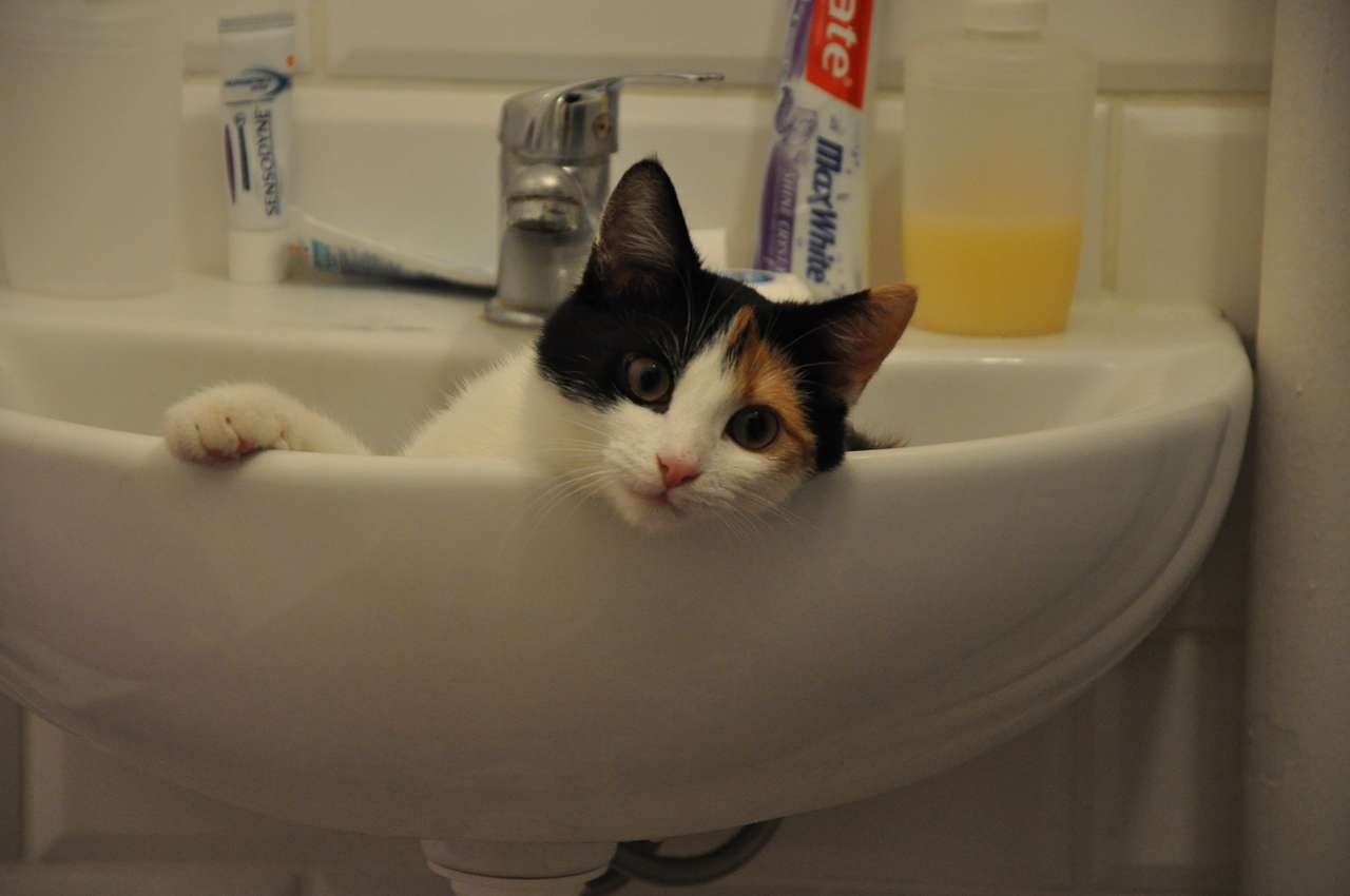 Gato en el lavabo rompecabezas en línea