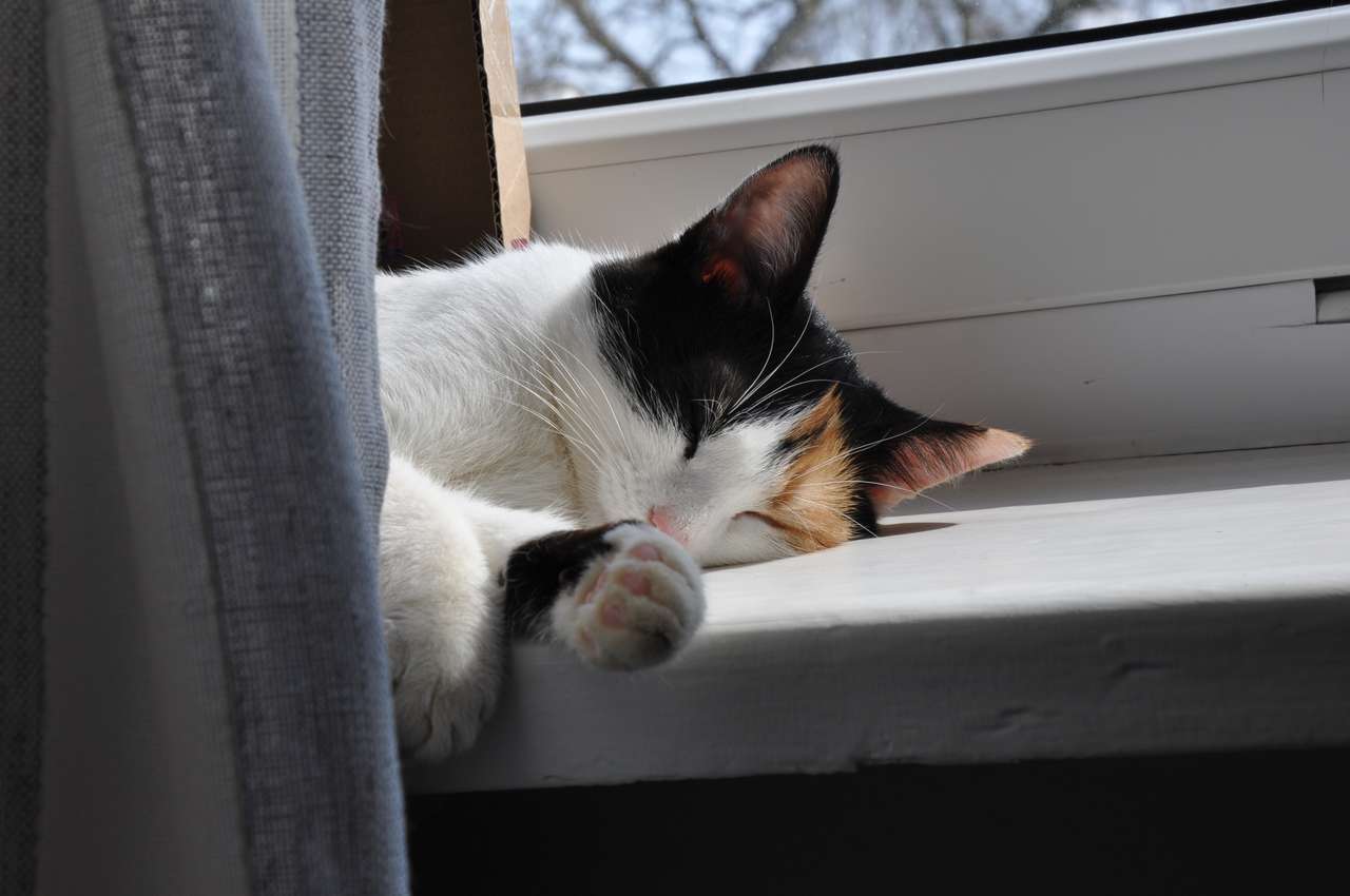 猫は窓辺に横たわっています オンラインパズル