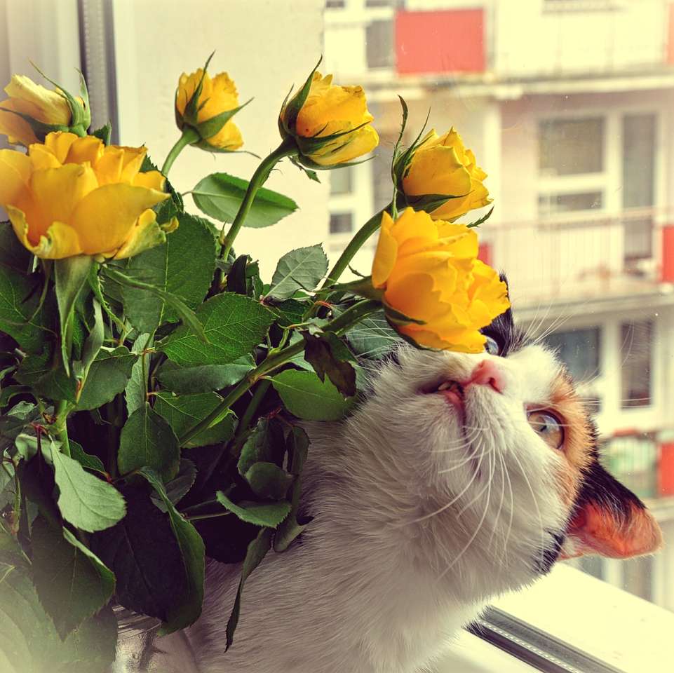 Кот нюхает тюльпаны онлайн-пазл