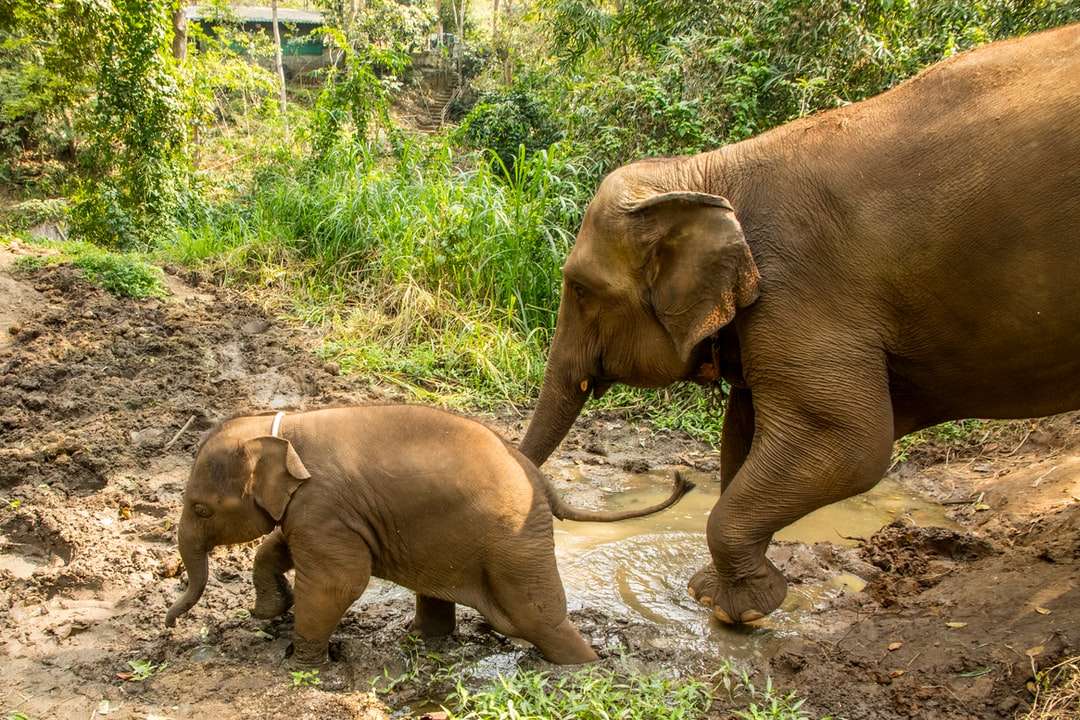 Καφέ ελέφαντα με τα πόδια στο ποτάμι κατά τη διάρκεια της ημέρας online παζλ
