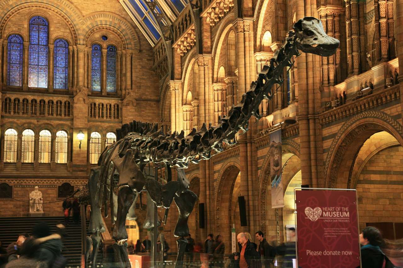 Muzeul Dinosaur. puzzle online