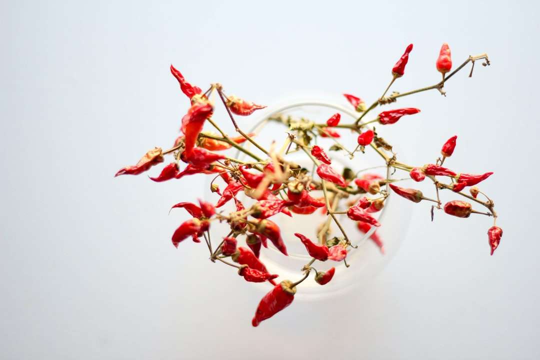 Fiore rosso e bianco sulla ciotola di ceramica bianca puzzle online