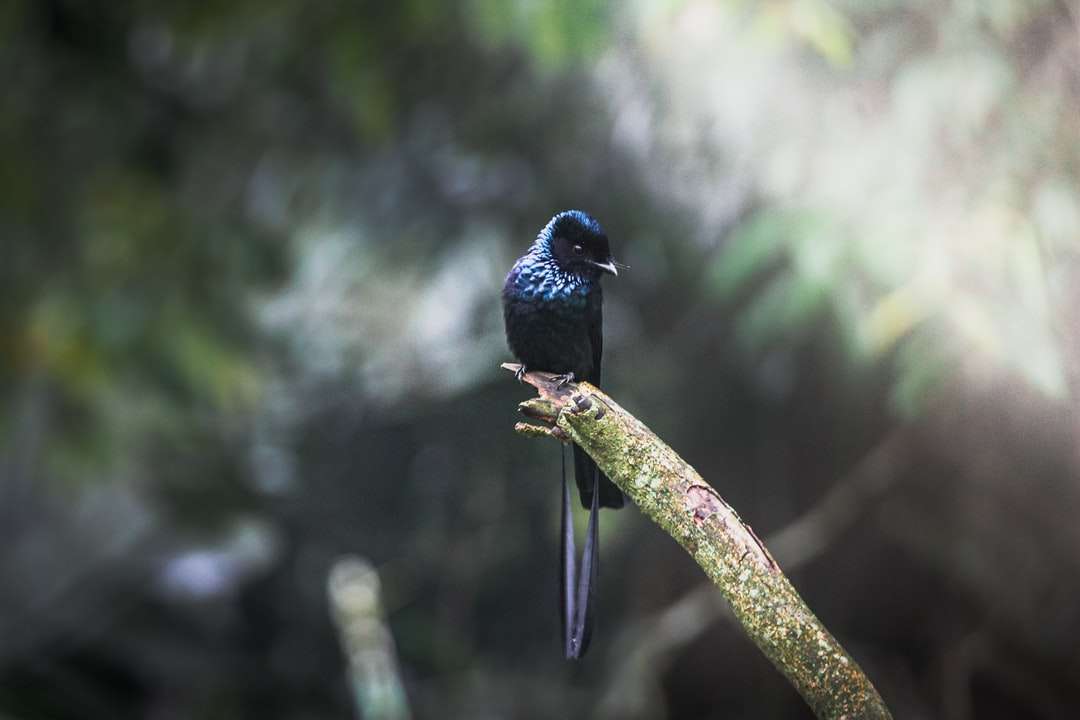 синяя птица на коричневой ветке дерева пазл онлайн