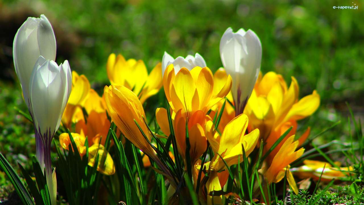 White and yellow crocuses jigsaw puzzle online