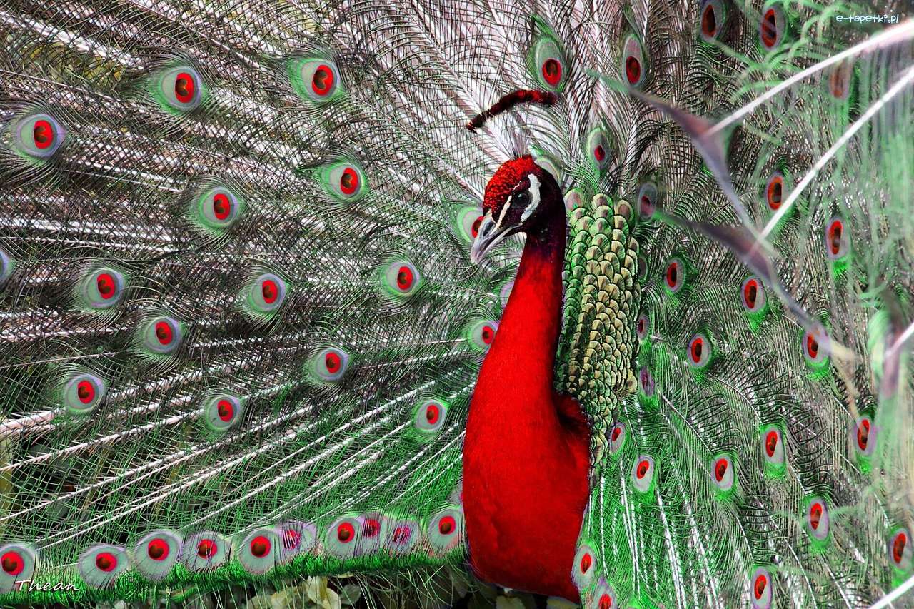 Peacock roșu puzzle online
