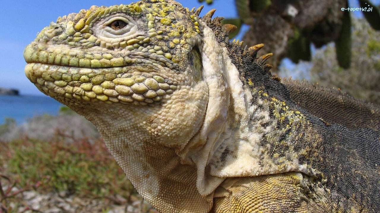 Iguana på Galapagosöarna pussel på nätet