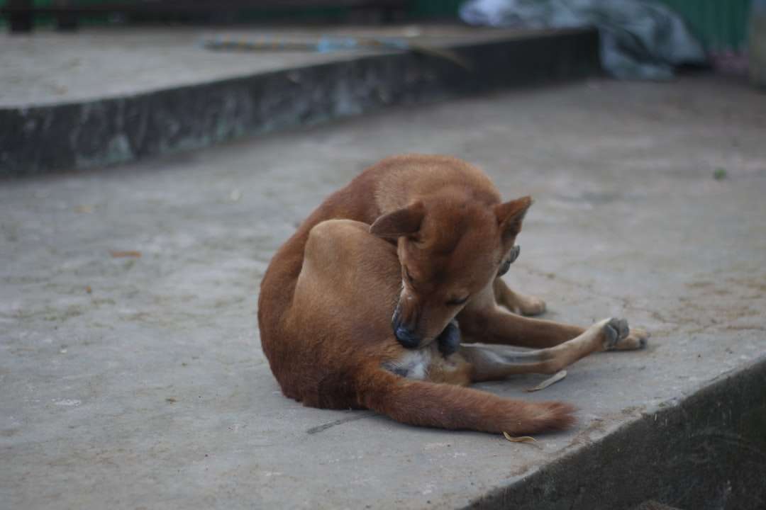 Brun kort belagd hund som ligger på grå betonggolv Pussel online