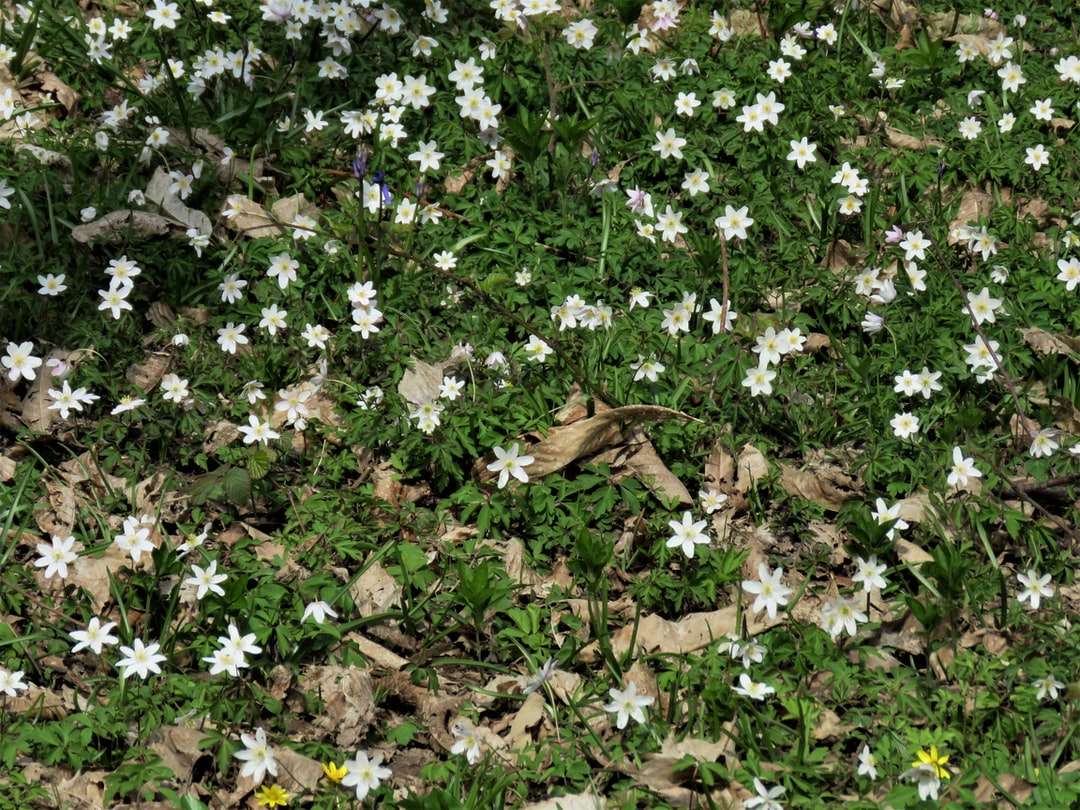 белые и фиолетовые цветы с зелеными листьями пазл онлайн