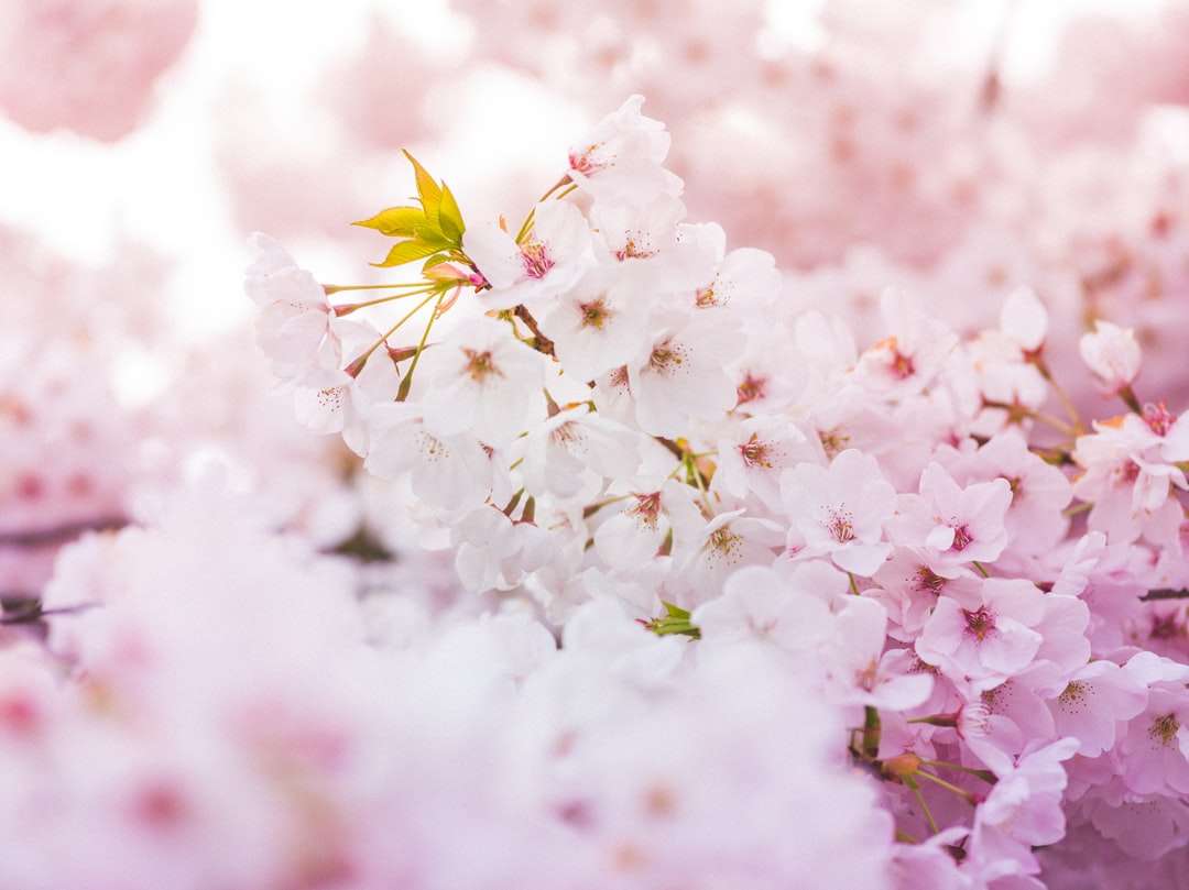 Bílý a růžový třešňový květ v detail fotografování skládačky online