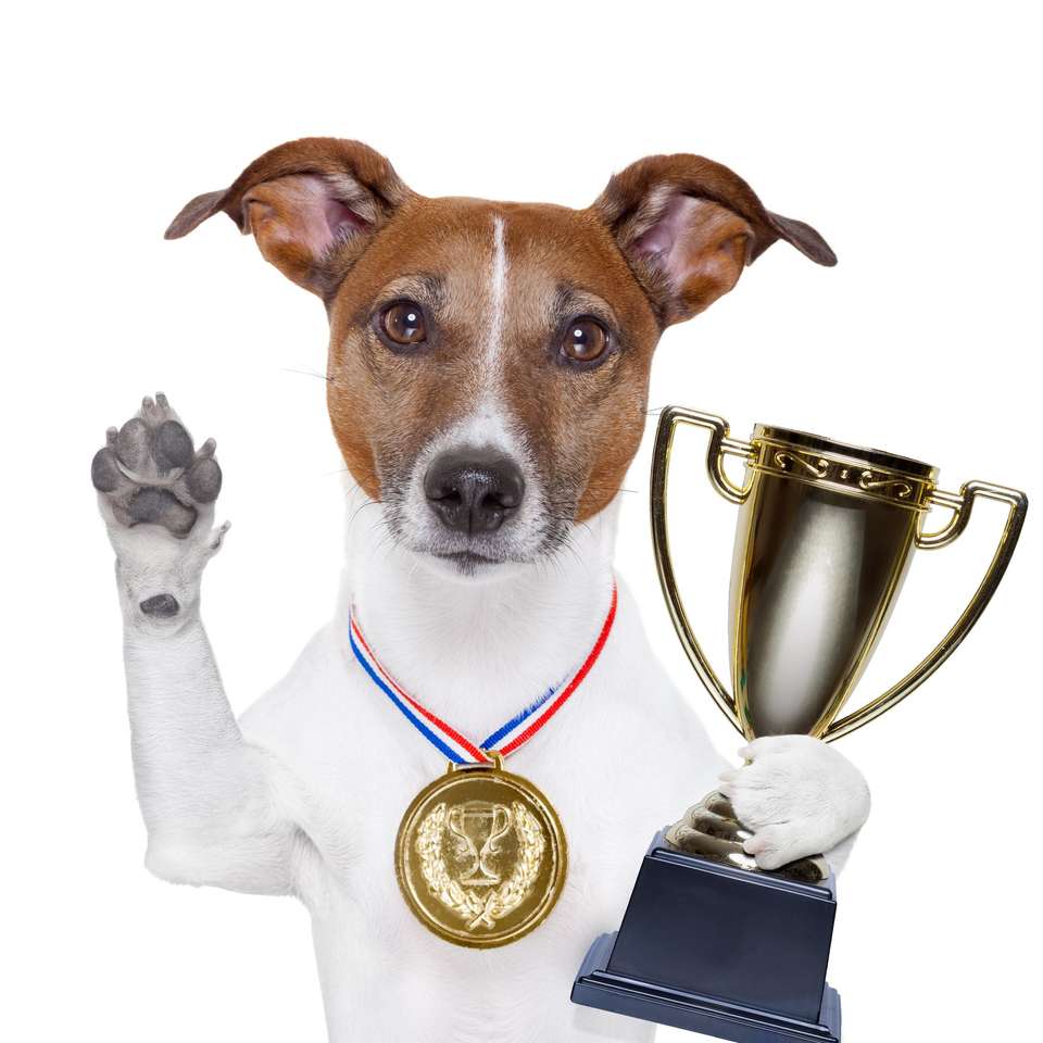 Pes vítěz skládačky online