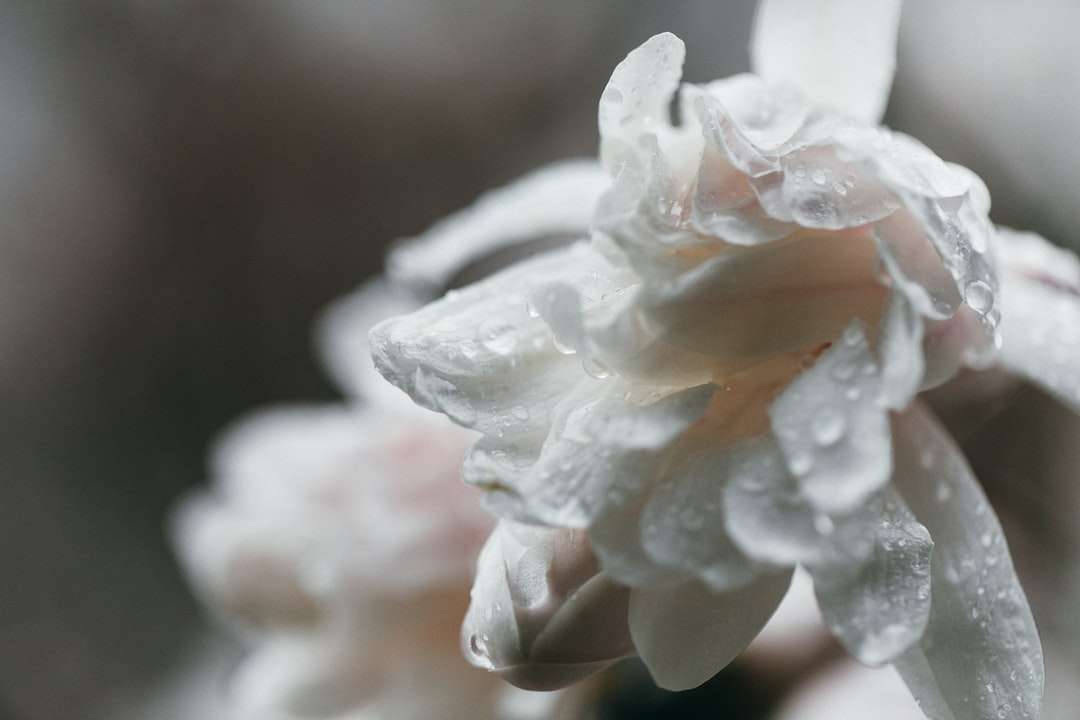 Vit blomma i makrolins pussel på nätet