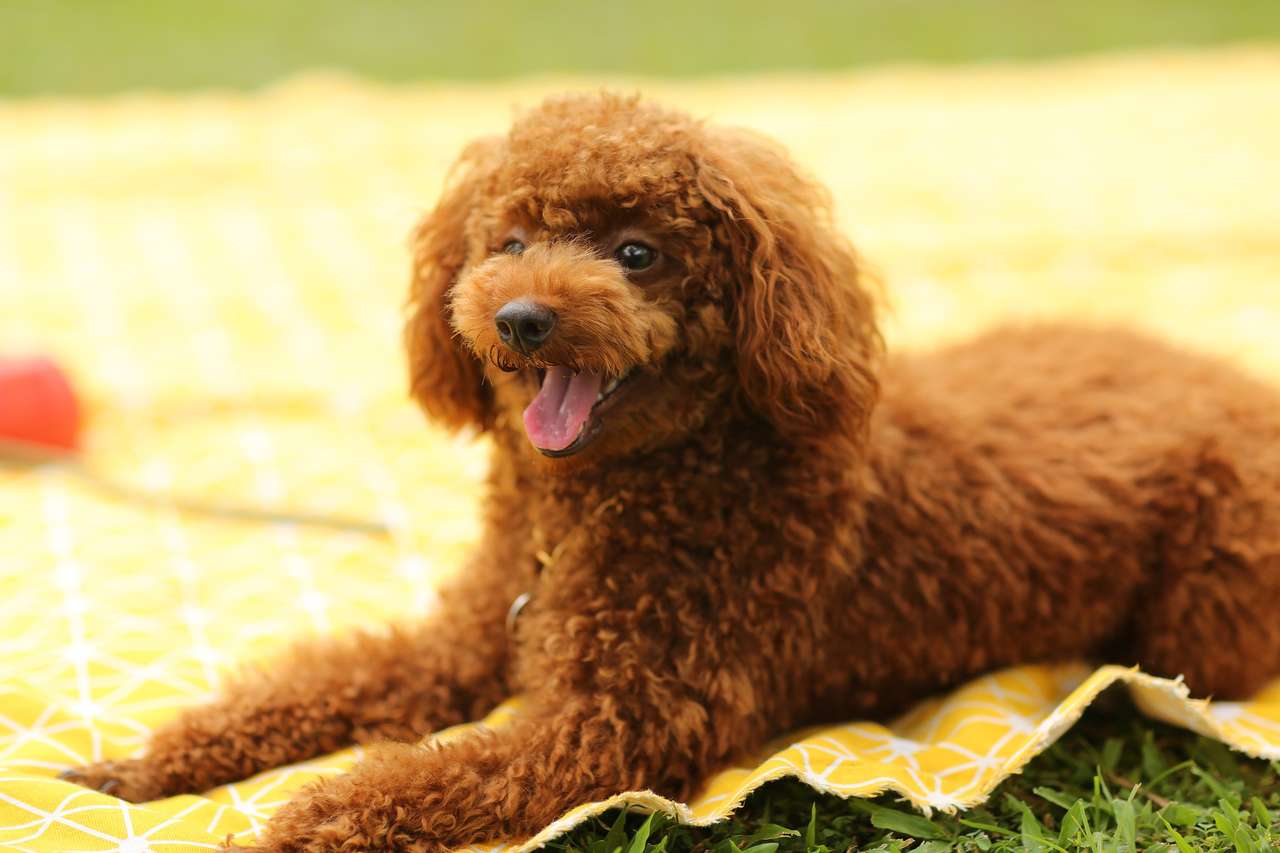 bruine hond legpuzzel online