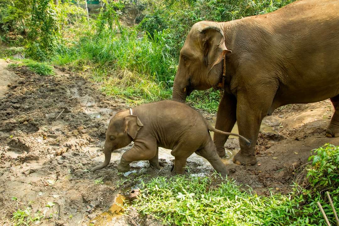 2 bruine olifanten die overdag op groen gras lopen online puzzel