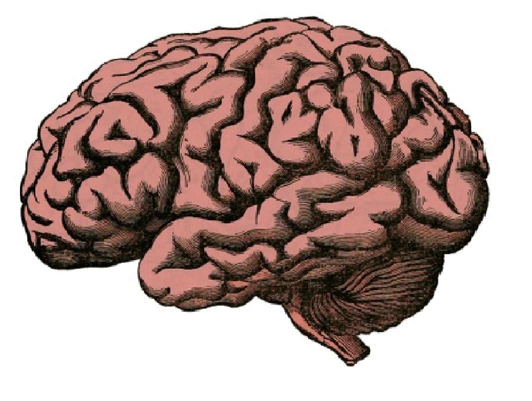 Menschliches Gehirn Puzzlespiel online