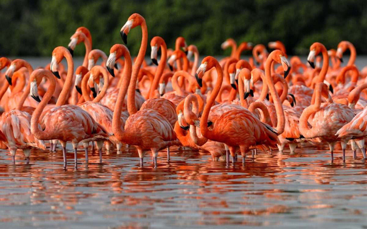 Flamingos. quebra-cabeças online