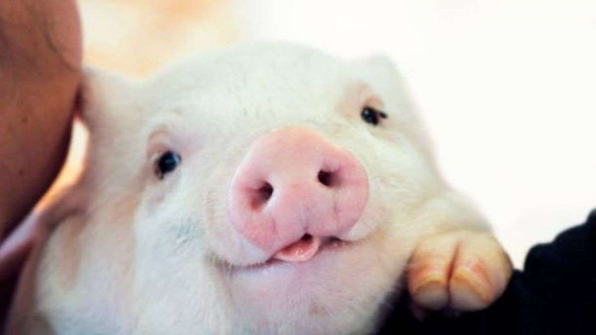розовая свинья пазл онлайн