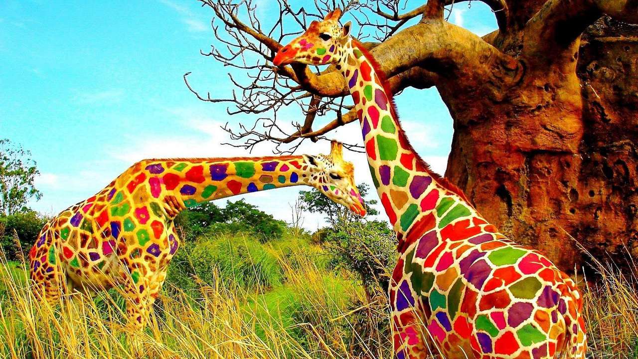 Barevné žirafy online puzzle