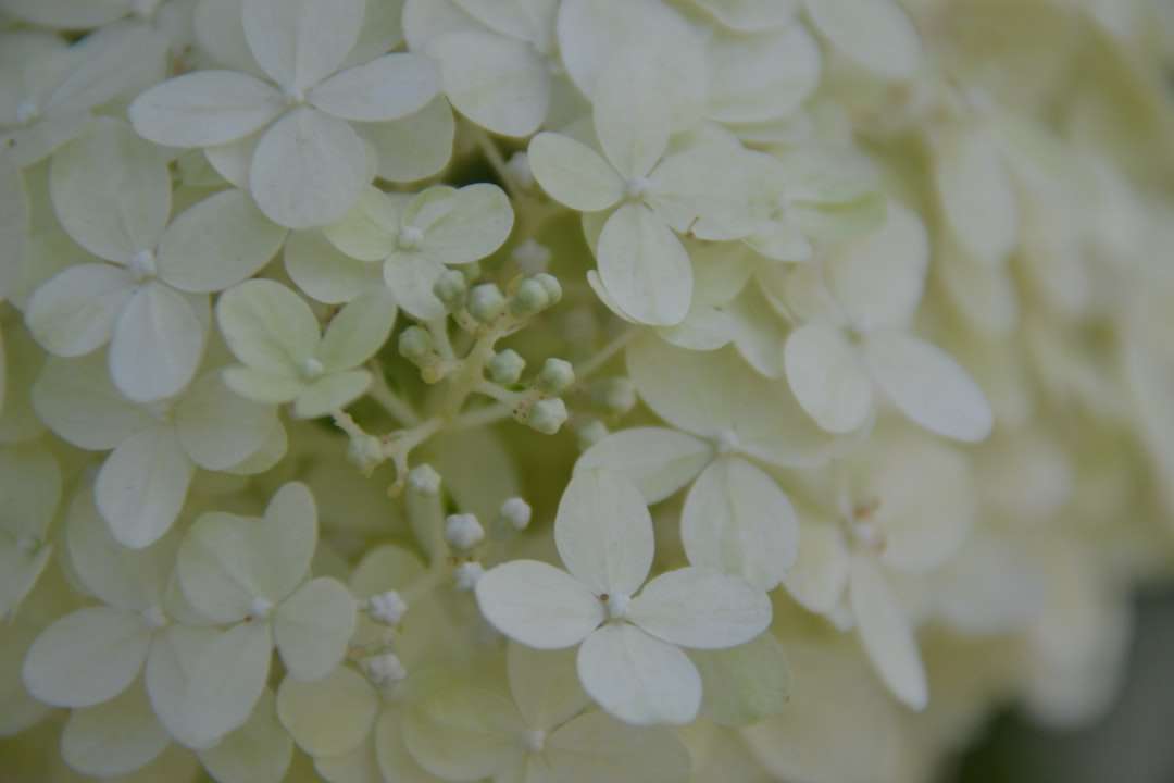 Witte en groene bloemblaadjes legpuzzel online