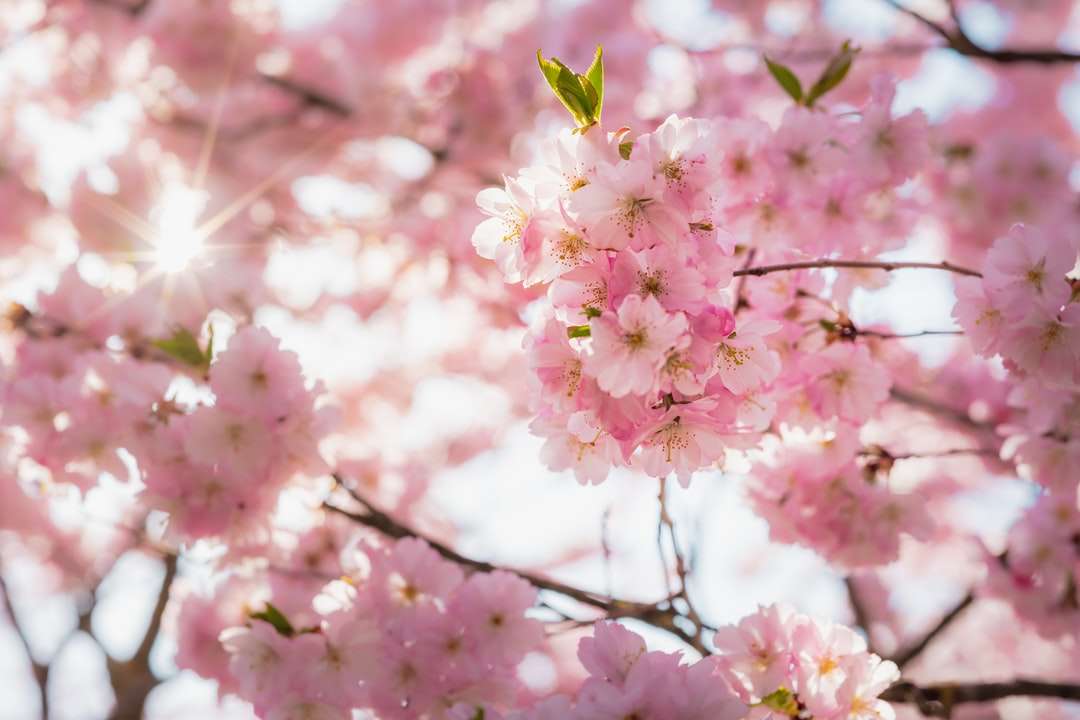 fleur de cerisier rose dans la photographie gros plan puzzle en ligne