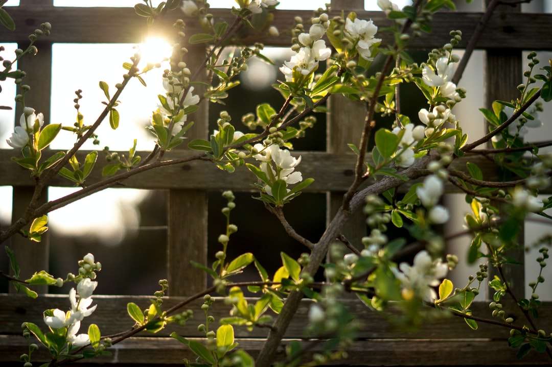 Vita blommor på brunt trä staket under dagtid Pussel online