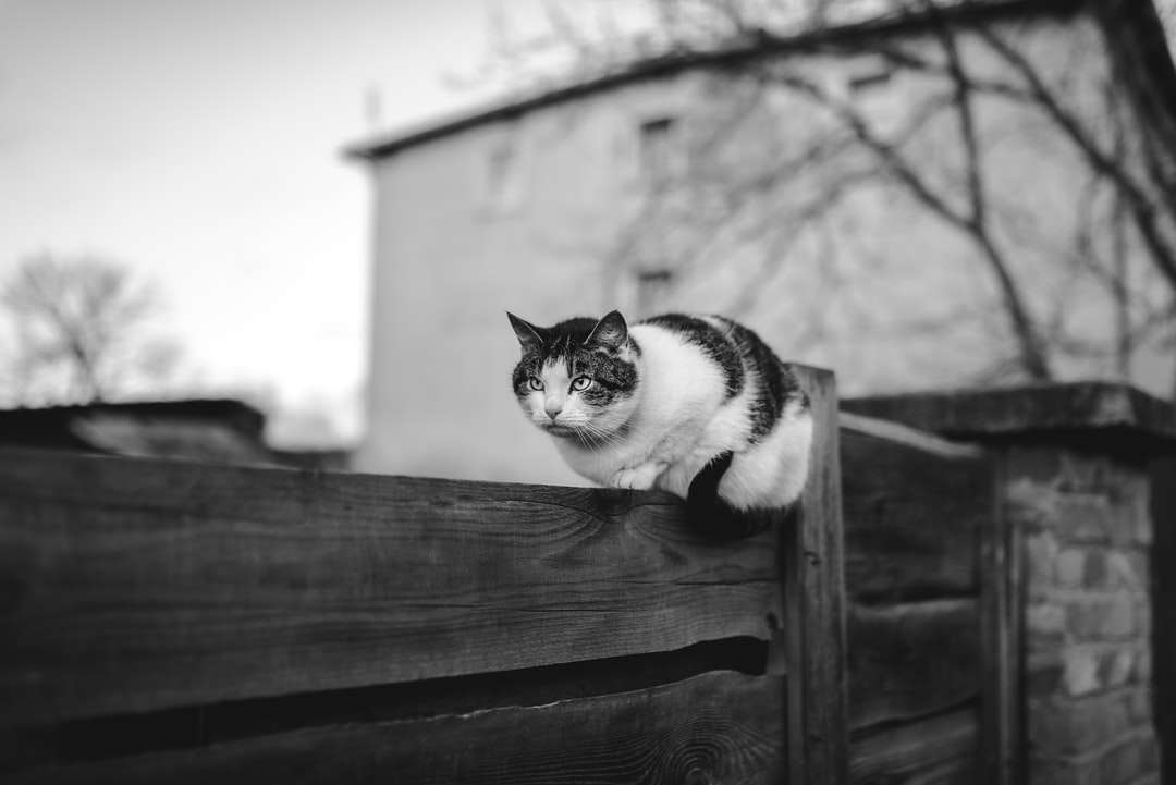 木製の柵の上の猫のグレースケール写真 ジグソーパズルオンライン