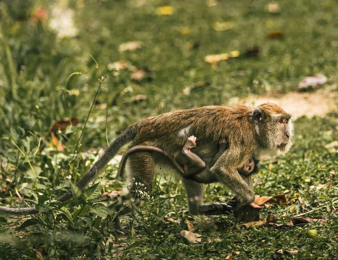 Brauner Affe, der auf dem Boden sitzt Online-Puzzle