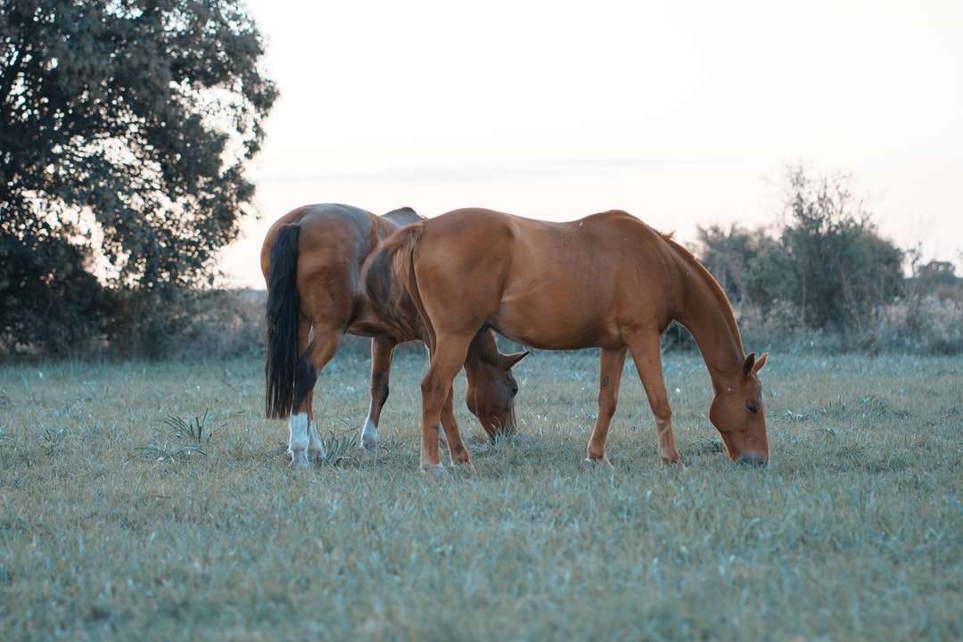 Bruin paard op groen grasgebied overdag online puzzel