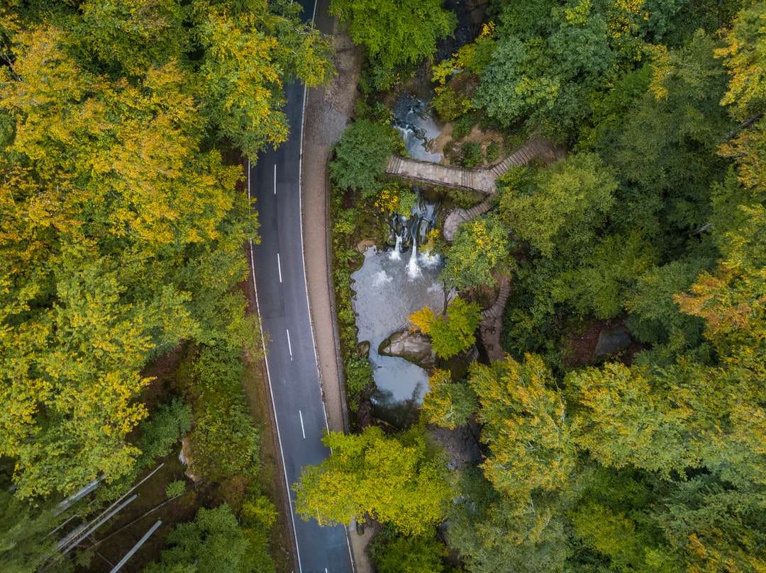 Vista aérea, de, árvores verdes e rio quebra-cabeças online